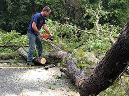 How Our Tree Care Process Works  in  Santa Cruz, CA