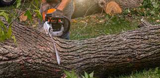 Best Tree and Shrub Care  in Santa Cruz, CA