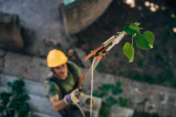 Best Tree Trimming and Pruning  in Santa Cruz, CA