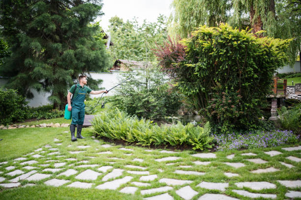 Best Lawn Renovation and Restoration  in Santa Cruz, CA