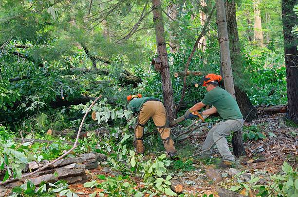 Best Root Management and Removal  in Santa Cruz, CA