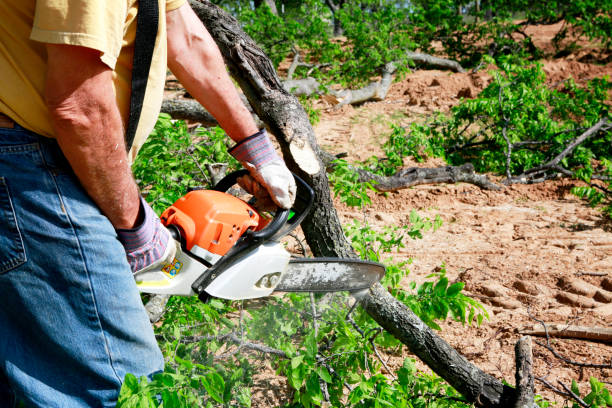 Best Utility Line Clearance  in Santa Cruz, CA